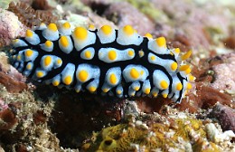 Thailand 2015 - Ko Tao - Nudibranche Porostomata Phyllidiidae  -Phyllidalianmarindica _IMG_3569_rc